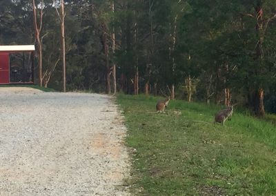 Kangaroos, Wallabies and Wildlife